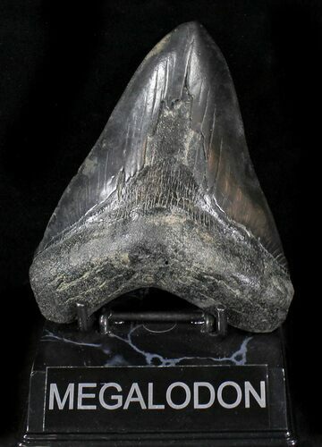Bargain Megalodon Tooth #23417